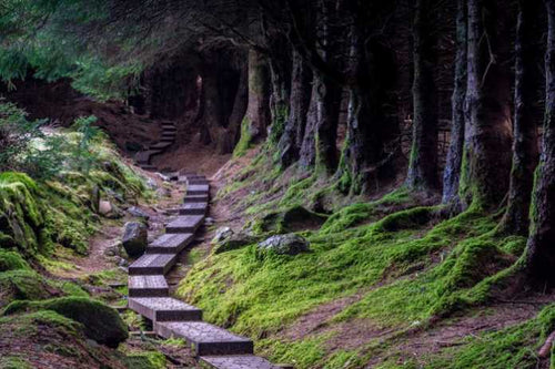 Shinrin - Yoku & Our Favourite Woodland Hikes
